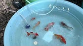 奇跡の金魚 志摩マリンランド 18年1月2日 Youtube 奇跡の金魚 志摩マリンランド 18年1月2日 Youtube