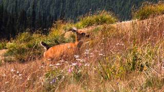 Deer On Hurricane Ridge In Olympic National Park