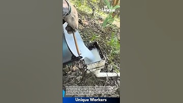 Rubber sap collection: person collecting rubber sap from a tree