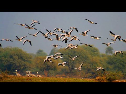 Bar-headed geese | geese migration | Bar headed goose in Pakistan 