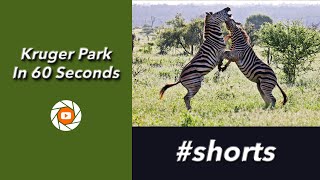 Kruger National Park in 60 Seconds | #Shorts