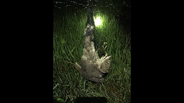 HƯỚNG DẪN CÁCH CHỌN BÃI BẪY VẠC-CÁCH CĂNG LƯỚI BẪY VẠC HIỆU QUẢ 100% THÀNH CÔNG.