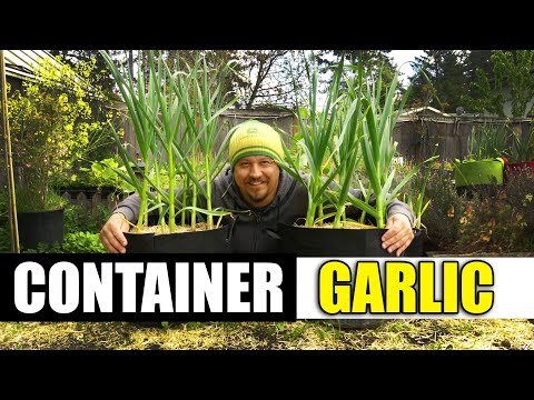 Growing Garlic In Containers - The Definitive Guide