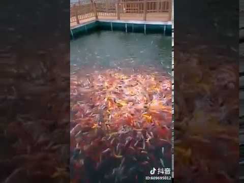 best pet insurance A lot of color fishes