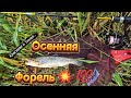 Рыбалка на Форель в Ленинградской области в Сентябре🎣🐟💥💯🔥