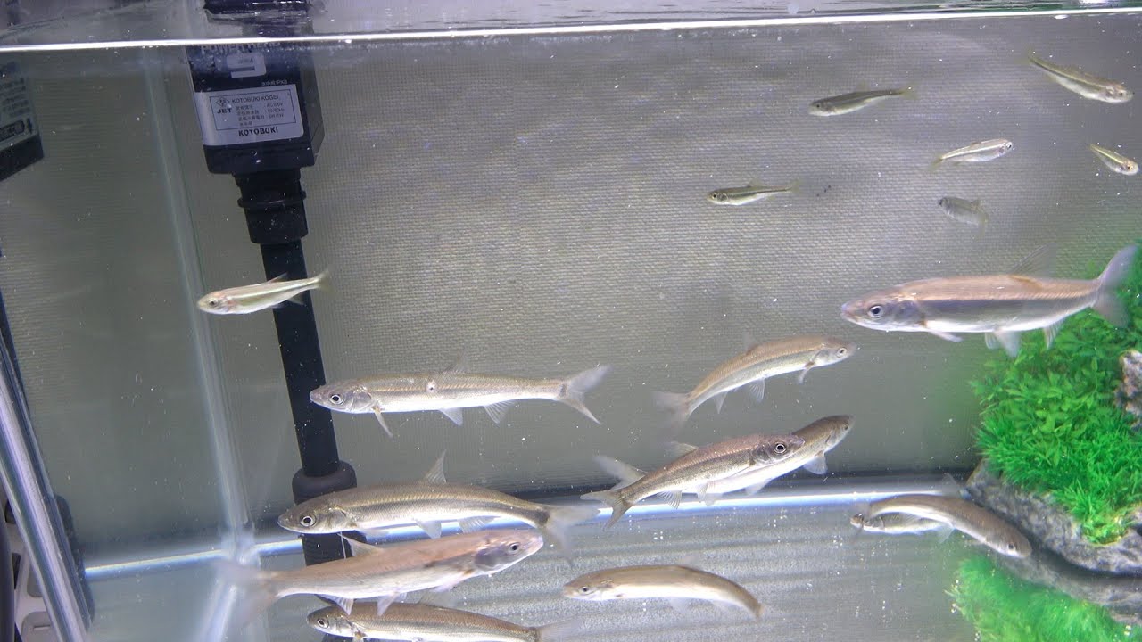 釣具屋で買った生き餌をペットにする - YouTube