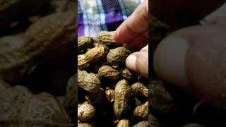 Roasted Peanuts ?  | Organic Peanuts ? |shorts Peanuts Organic viral roasted Streetfood  food