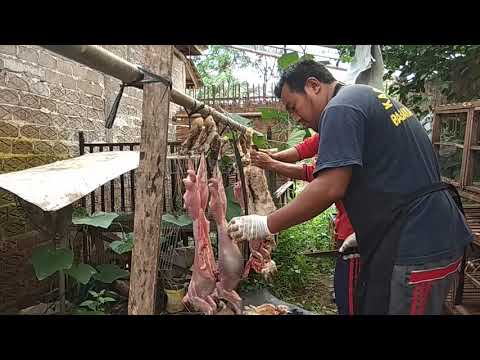 Video: Cara Mengasinkan Daging Kelinci