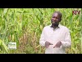 SEEDS OF GOLD: How to mill cash from maize