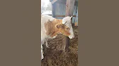 Семья Фетистовых