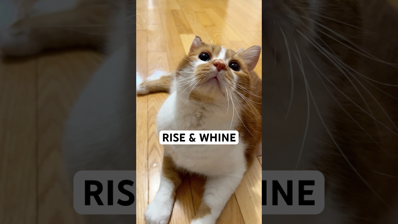 When Your Cat Wakes You Before the Sun Does 🌙🐓