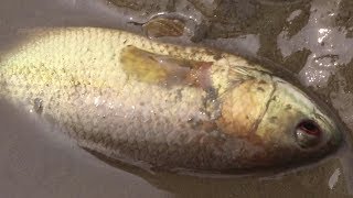 Lots Of Mystus Catfish & Anabas Fish Catching Mud Water pond | More and More fishes fishing by Hand