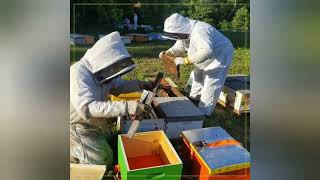Splitting hives, making nucleus colonies (nucs)