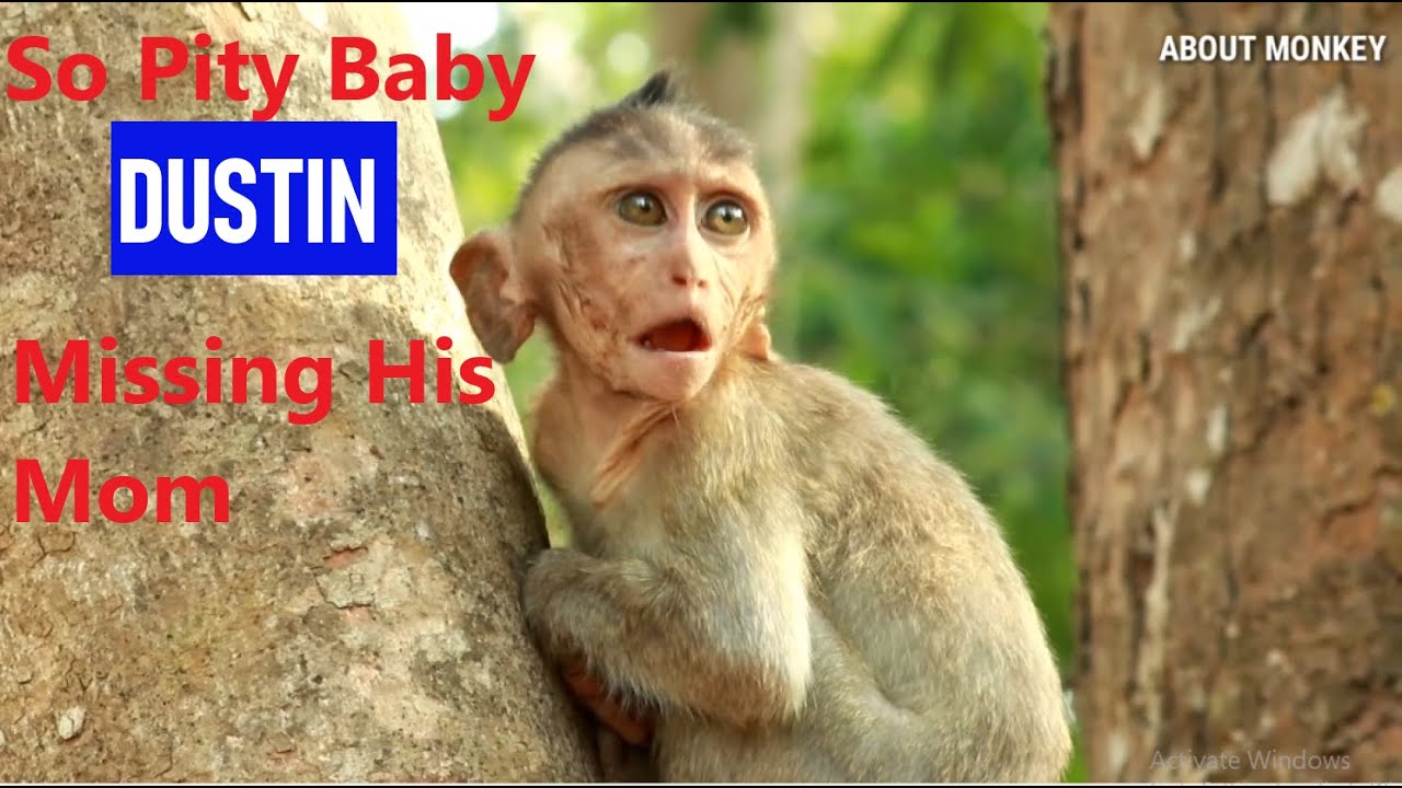 Pity Poor Baby Monkey DUSTIN Crying And Call Mom ,  (Mom Diamond was Dead by dog bites)