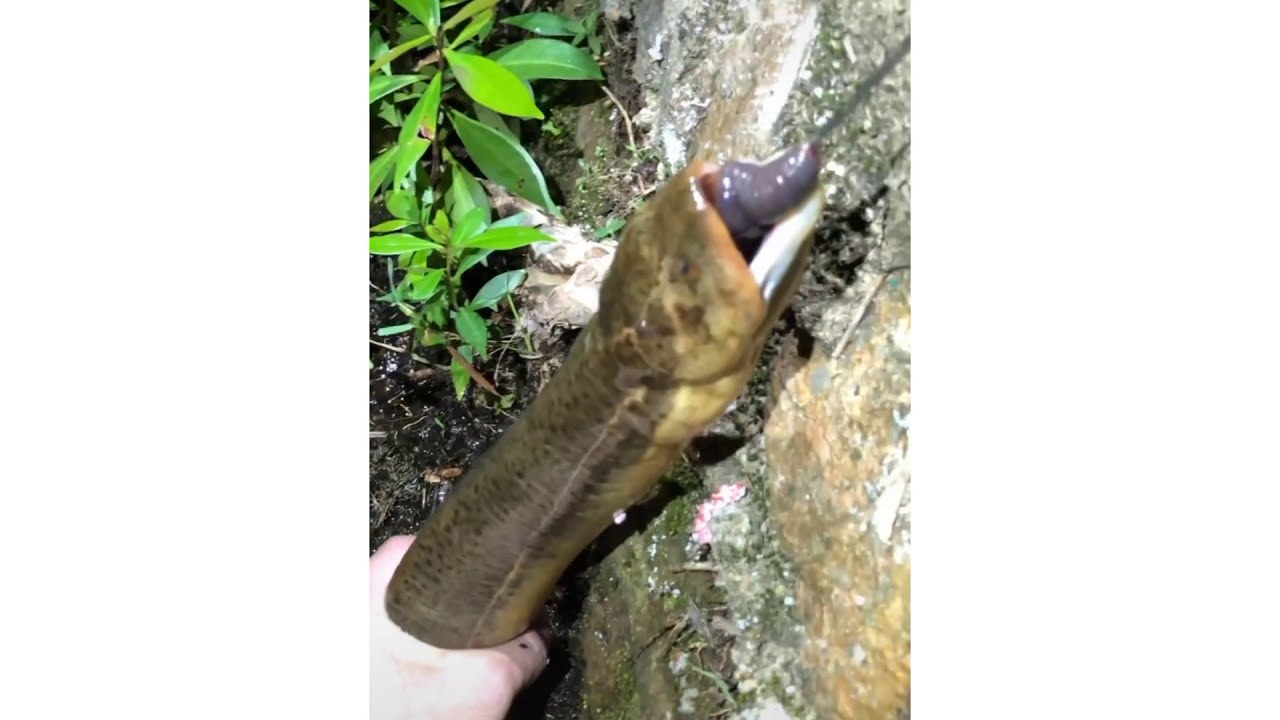 Best Eel Fishing | Catching Yellow Monster Eel Fish From Under Deep Mud EP 2