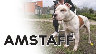 AMSTAFF  American Staffordshire Terrier