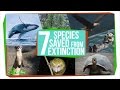 7 Species That Were Saved From Extinction