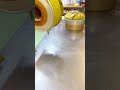 抹茶シフォンケーキ 型抜きから焼印までノーカット