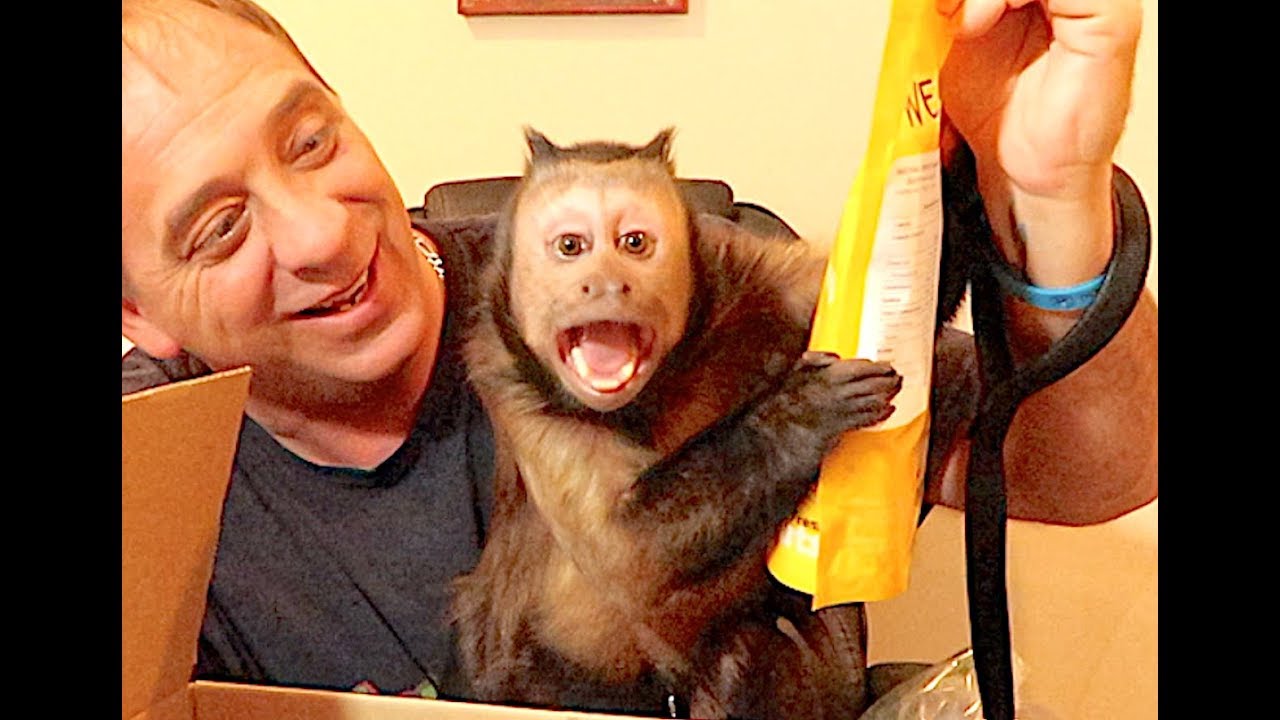 intelligent idea Monkey Monday Mail Vlog! AquaBot Winners