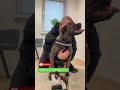 #chiropractic #duet #pistenbully #dog #puppy #animals #funny #hund #cutedog #asmr