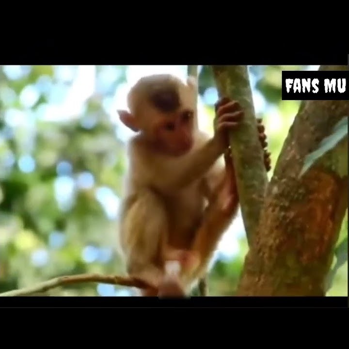 Story Wa Ngantuk Berat // Backsound Hiduplah Engkau Dengan Ku #meme #memes #funny #shorts #tiktok