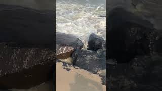 Ocean waves meet big boulders 🌊