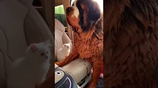 Cats &amp; Dogs Gone Wild 😂 Funny Animal Fails 2026