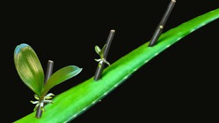 Great new technique for grafting orchids to grow fast, grafting with Aloe Vera