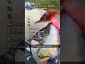 Funniest Animal Moments 😂