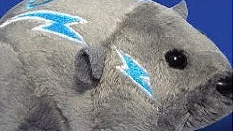 Kung Zhu Review On Tull