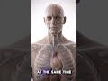 What Happens Inside Your Body When You Eat Sugar? #humanbody #shorts #animation