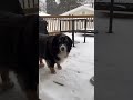 Cane si diverte sulla neve a -40° e si rifiuta di rientrare: la scena è esilarante