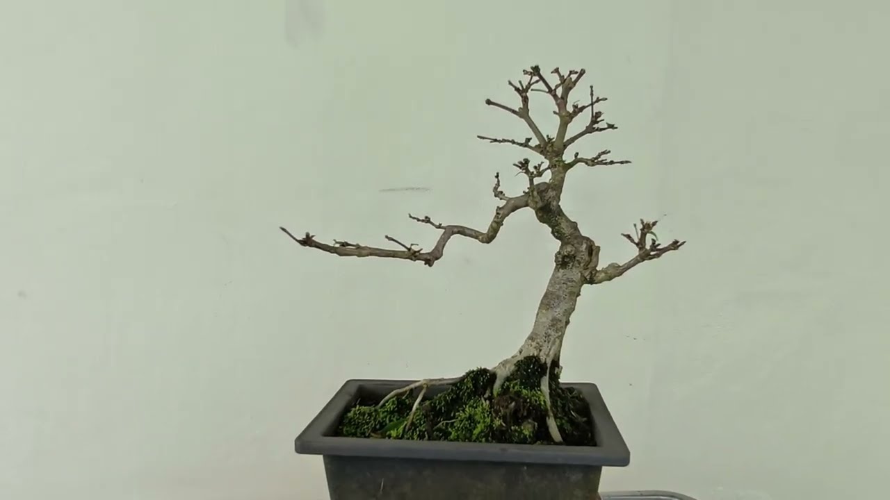 Water Jasmine Bonsai (水梅) Full Defoliation | Structure Revealed