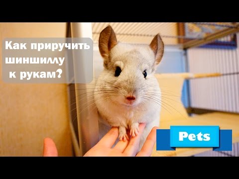 КАК ПРИРУЧИТЬ ШИНШИЛЛУ К РУКАМ?&#55357;&#56365;