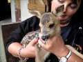 A 2 day old abandoned baby Fallow Deer drinking milk at Duckys Park Farm! And me holding it!