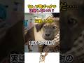 怖がり犬に人気の獣医さん