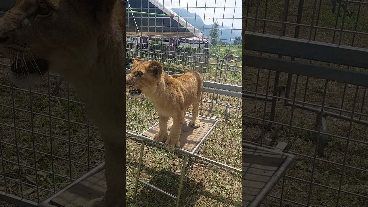 Verità  sull 'Addestramento dei  leoni al circo