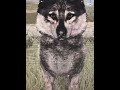 Rieka! #wolves #wolfquest #silly