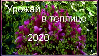 Урожай в теплице июль 2020