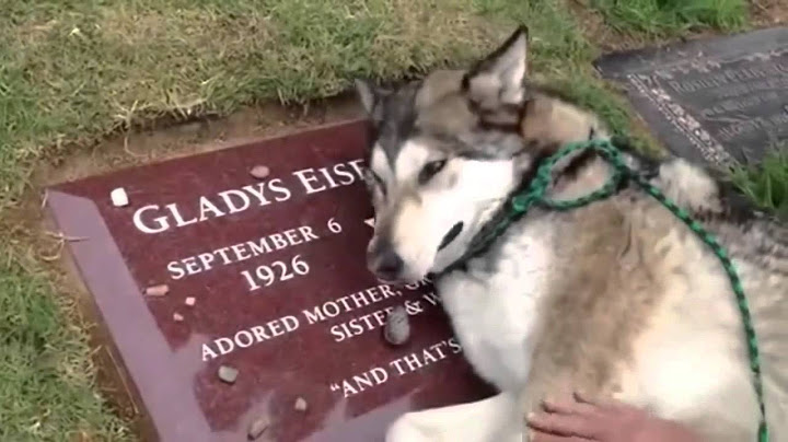 PERRO FIEL LLORA EN LA TUMBA DE SU DUEÑA, FAITHFUL DOG CRIES IN THE TOMB OF HIS MISTRESS