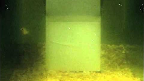 Group genius: Why fish are smarter in swarms