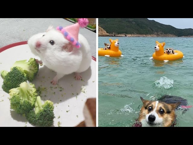 cute and funny animal tiktok compilation of 2024 😍🤣 #viral #funnypets #funny #trending