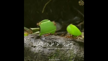 ( ما تيسر من سورة النمل ) تلاوة ستأخذك إلي عالم آخر 😴 بصوت أنس الشافعي || حالات واتساب دينيه 🕊🖤
