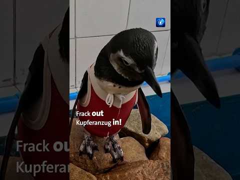 Kupferanzüge sollen verletzten Pinguinen helfen