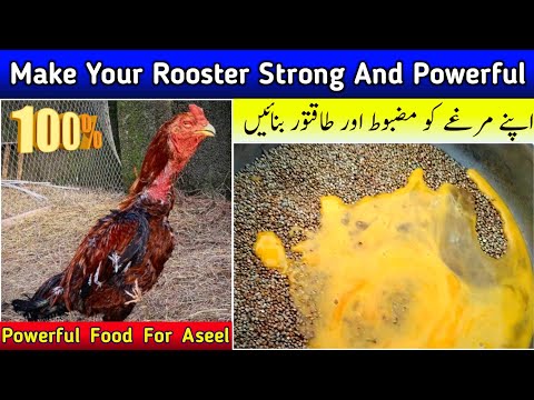 Aseel Murga Power Full Food - Strong Diet For Aseel - Murge Ki Khurak By HC Birds Information