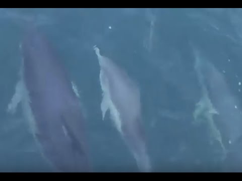Dolphins, Off Galley Head, West Cork, Ireland