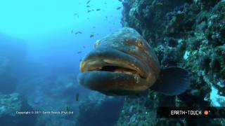 Fish that rule Lake Malawi, racing dolphins & reef animals