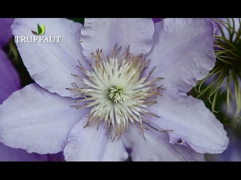 Vidéo: Clematis Rhapsody : description, plantation et entretien en plein champ