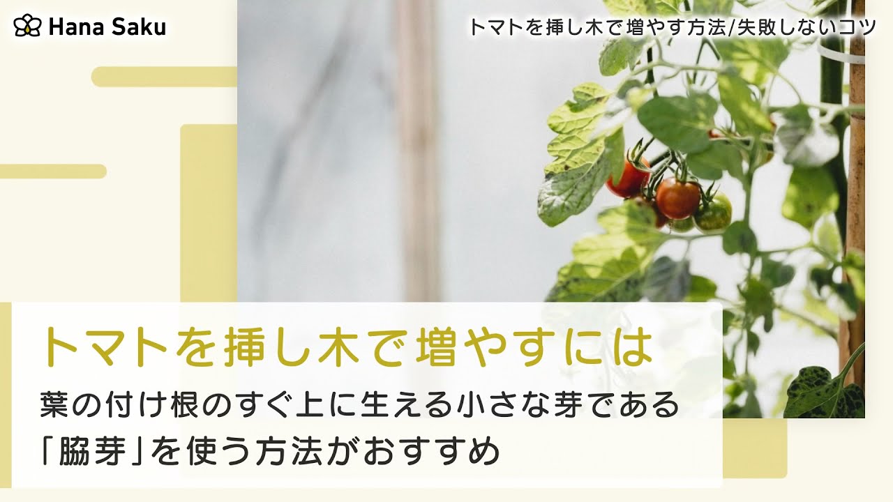 トマトを挿し木で増やす方法とは 脇芽を使って失敗しないコツ Hanasaku