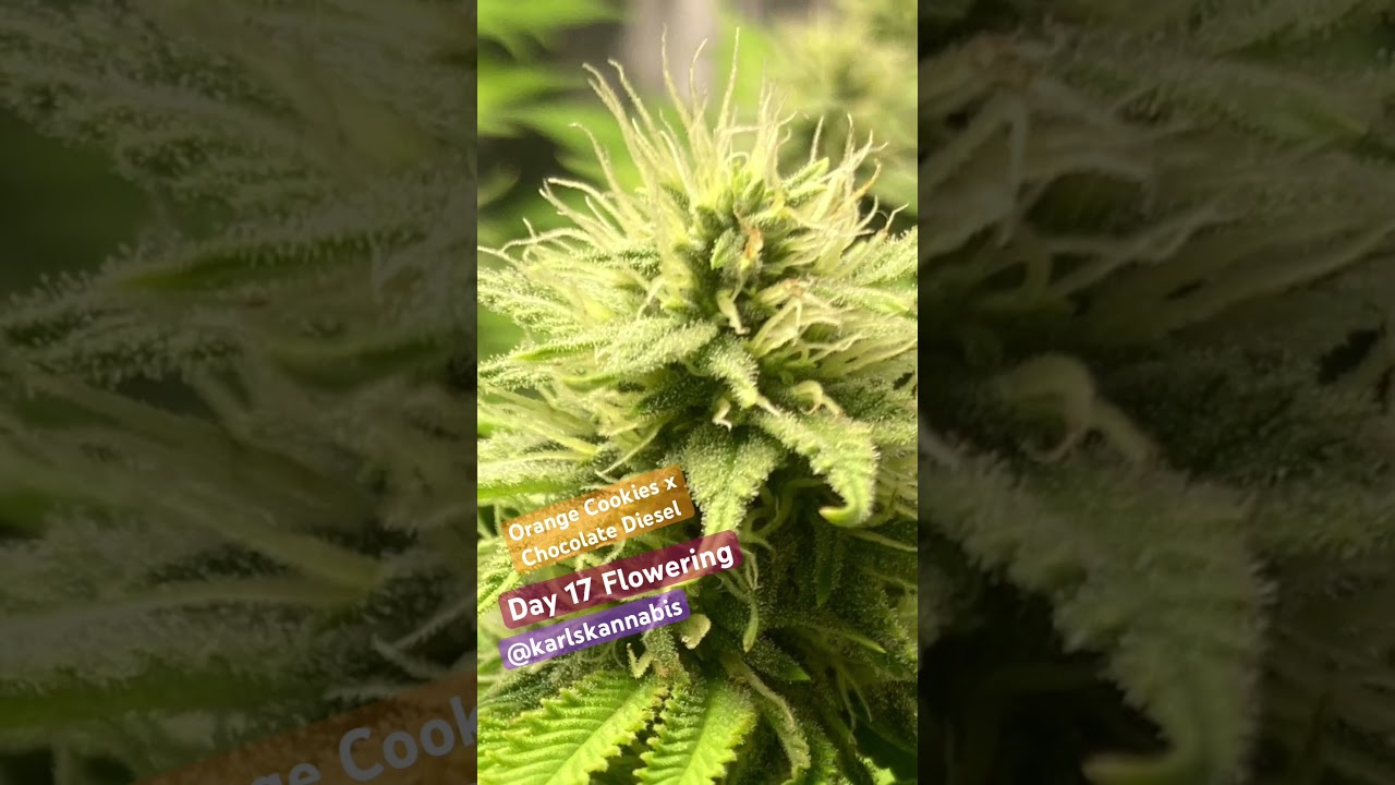 Orange Cookies x Chocolate Diesel Cannabis Strain - Flowering Day 17 Medical Marijuana